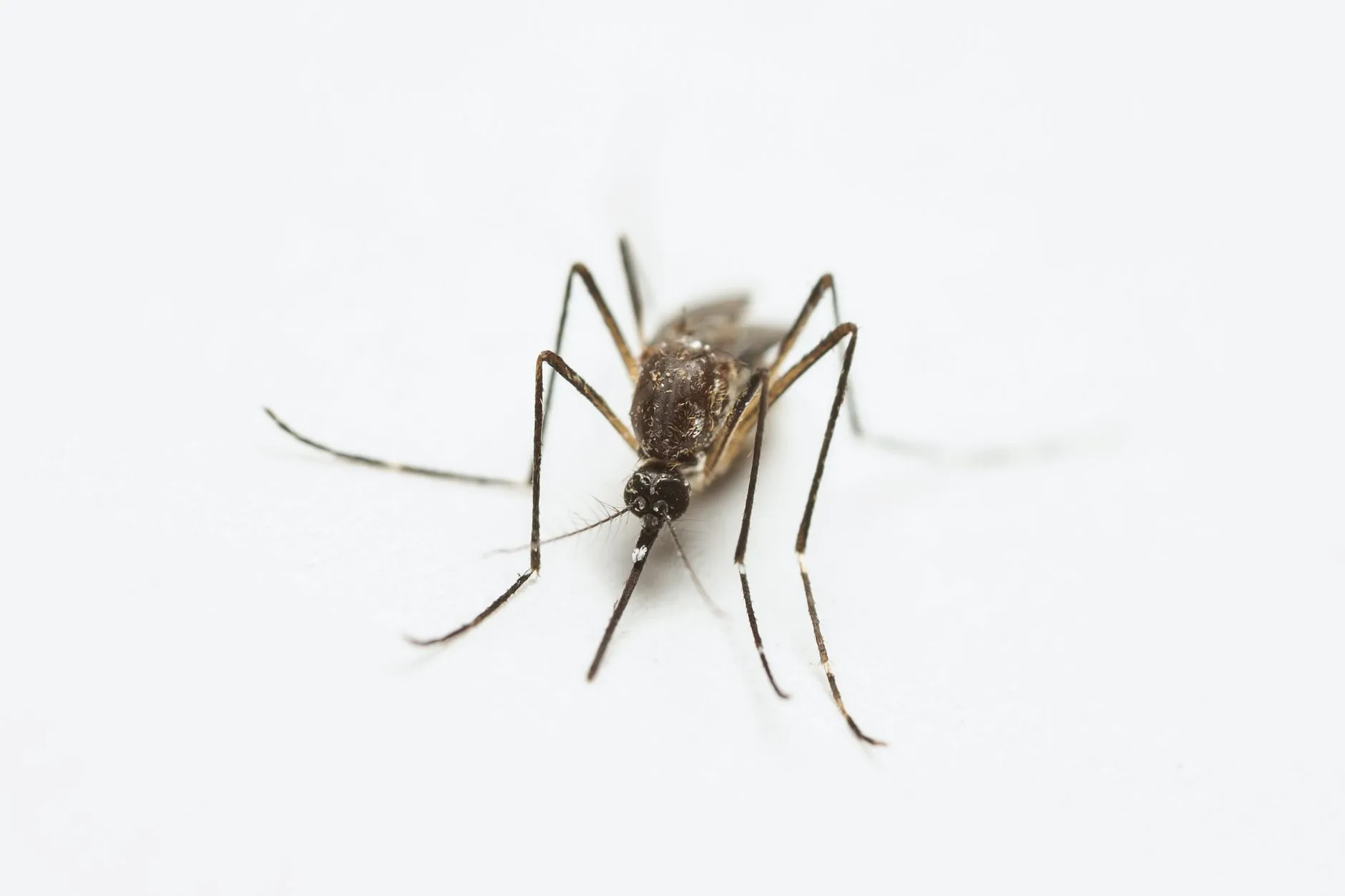 成都灵格多语种课程体系对比：英语、日语、韩语培训特点解析
