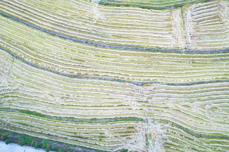 成都多语种培训课程难度系数与学习周期对比分析